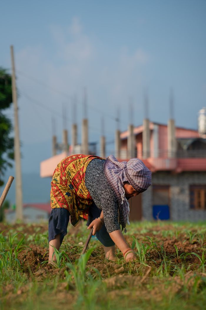 Adult woman wearing headscarf harvesting crops in a rural field with buildings in the background.
