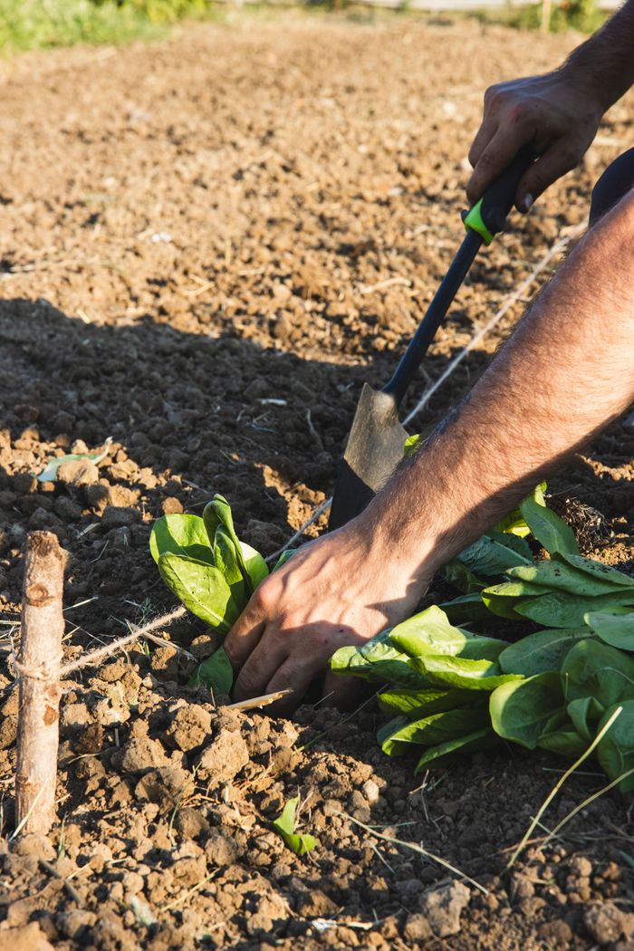 Close-up of a gardener planting spinach using a hoe in the farm field.