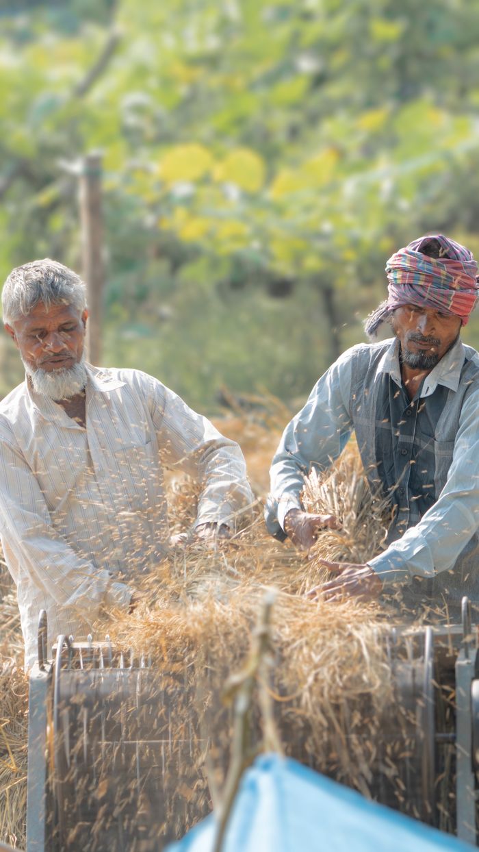 Farmers in Bangladesh using traditional methods to thresh wheat outdoors.