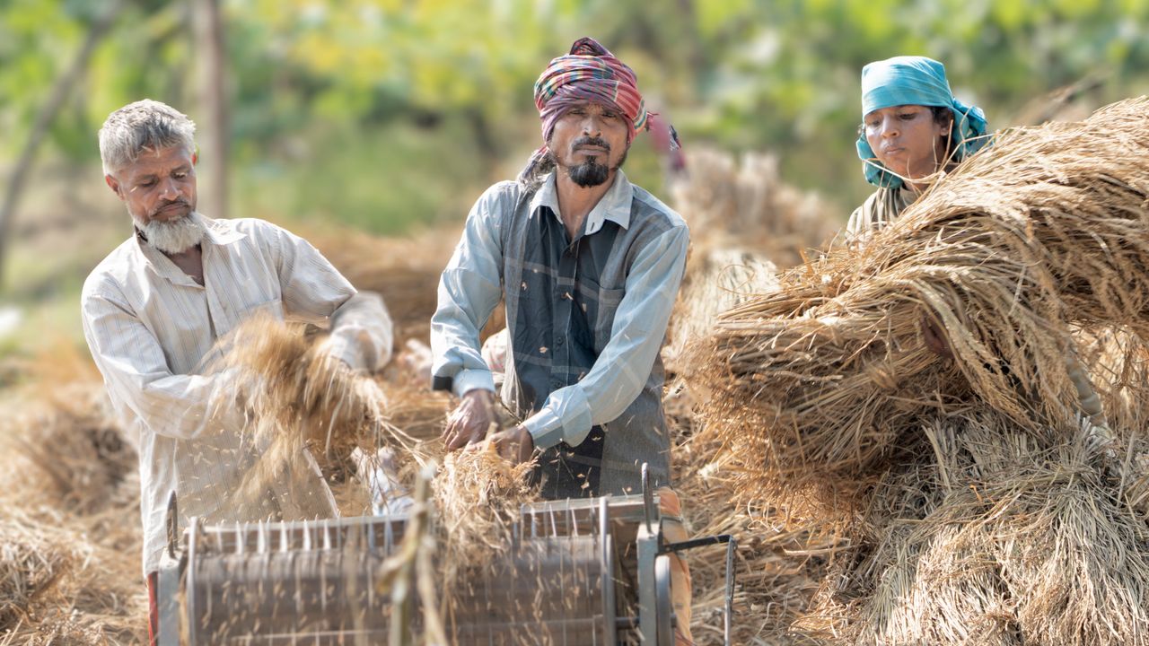Three farmers harvesting crops using a threshing machine in Bangladesh, showcasing traditional agriculture.