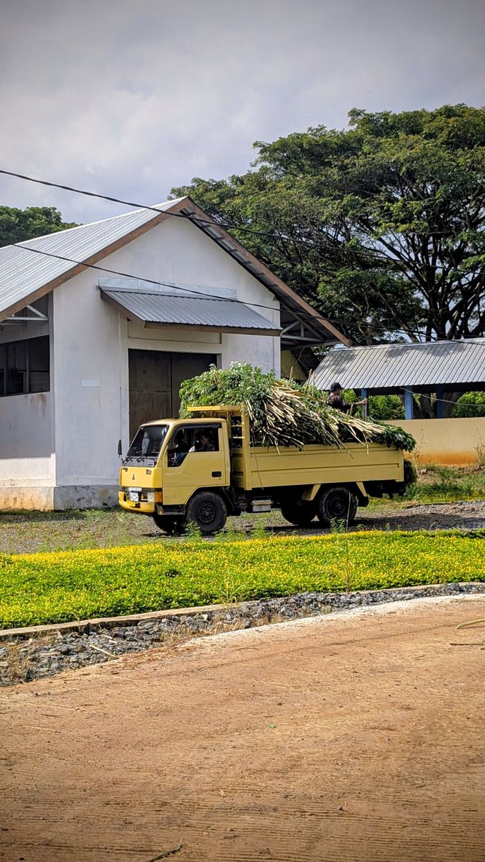 A yellow truck loaded with vegetation outside a rural building in South Kalimantan, Indonesia.