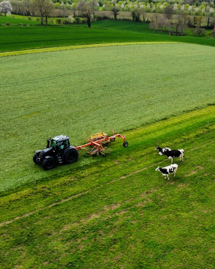 Aerial view of a tractor working on a green farm field with cows grazing nearby, showcasing rural agriculture.