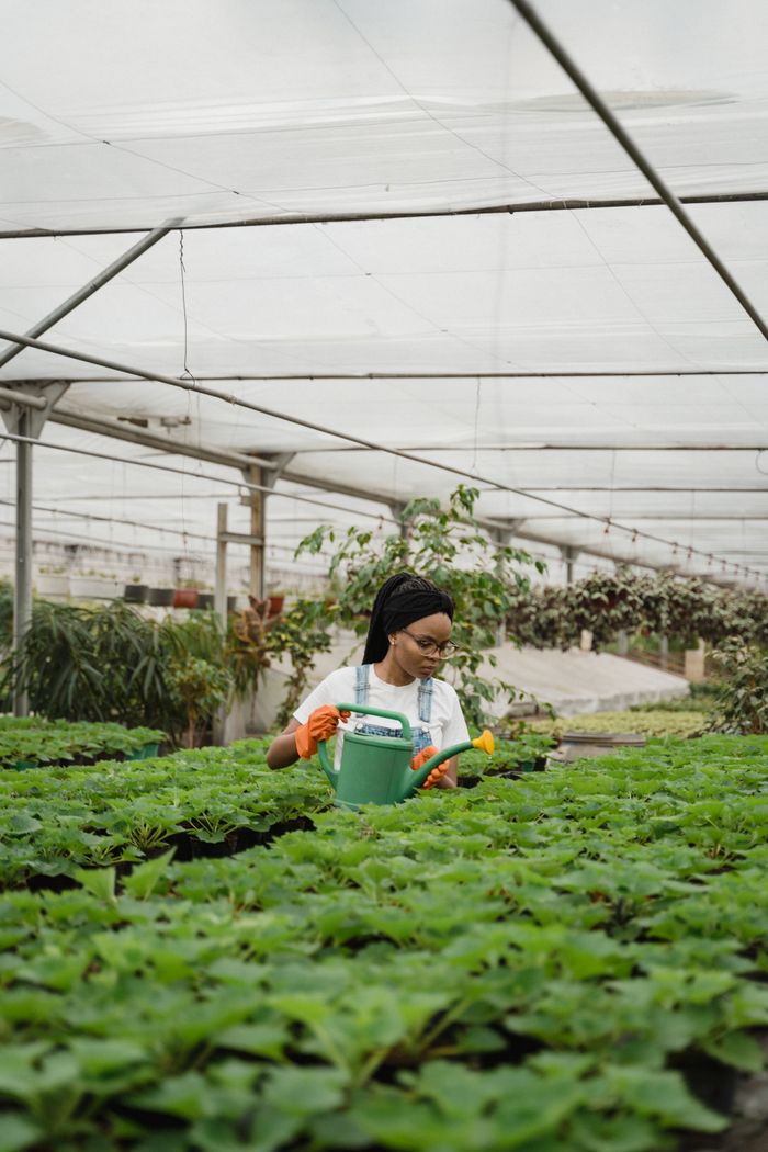 Black woman tending to plants in a greenhouse with a watering can.