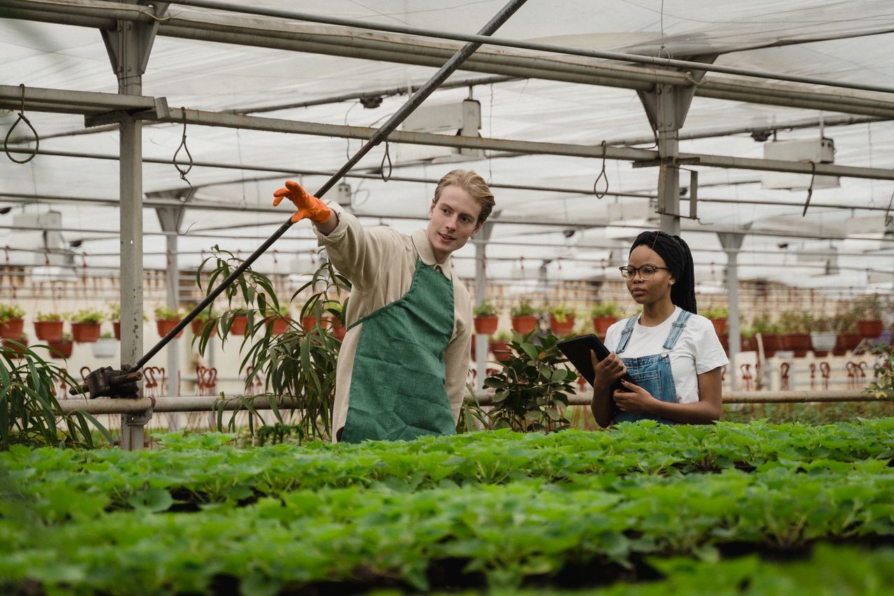 Two horticulturists engage in plant care within a lush and thriving greenhouse.